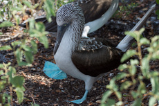 Blaufußtölpel (6).jpg